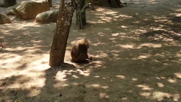 Πίθηκος Τρώνε Τους Σπόρους Του Ρυζιού Στο Έδαφος — Αρχείο Βίντεο