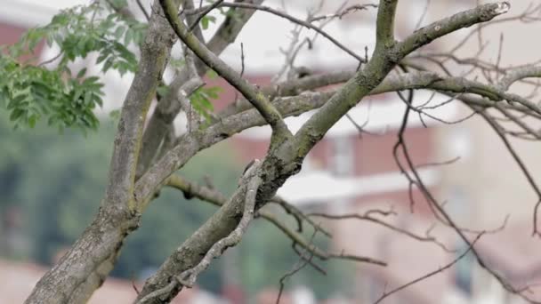 Beautiful Shot Great Spotted Woodpecker Tree Garden Daylight Blurred Background — Stock Video