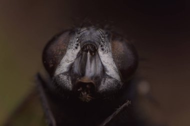 A macro shot of a fly insect face