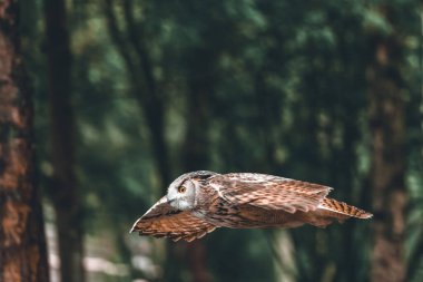 Arka planda ağaçlarla uçan Avrasyalı bir kartal baykuş.