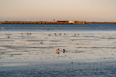 A scenic view of a number of ducks perched on the beach in the clear sky background