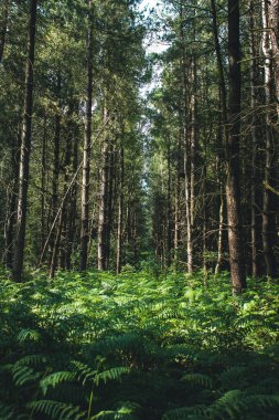 A beautiful low angle of a dense forest with high trees covered in bright green plants