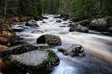 Çam ormanıyla çevrili yosunlarla kaplı kayaların arasından akan bir nehrin manzarası.
