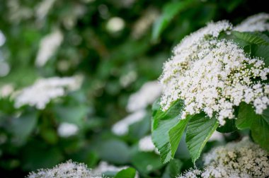 The white inflorescence on a branch of a plant called Viburnum lantana Aureum