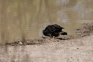 İbikli Yılan Kartalı, Dökülmüş Cheela, Hindistan 'da bir gölde içen kuş.