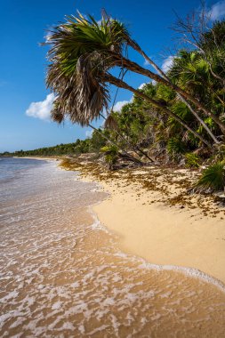 Mavi gökyüzünün altında yeşil bitkilerle güneşli bir sahilin dikey görüntüsü.