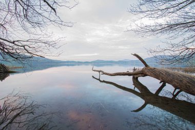 Bulutlu bir gökyüzüne karşı güzel, sakin bir göl üzerinde düşen bir ağaç.