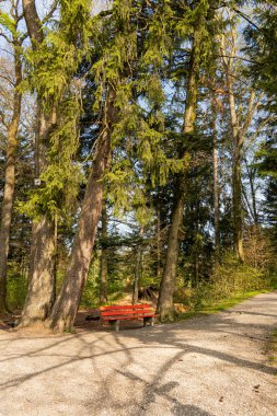 A closeup of an empty wooden bench by the forest path