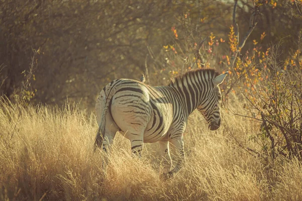 Vacker Bild Zebra Grässlätt — Stockfoto