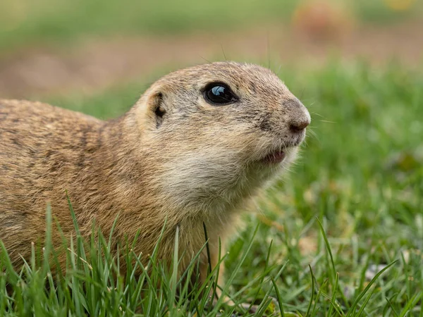 Selective Focus Shot Ground Squirrel Crouching Grass — Stok fotoğraf