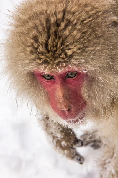 A vertical closeup shot of a fluffy macaque monkey with a red face