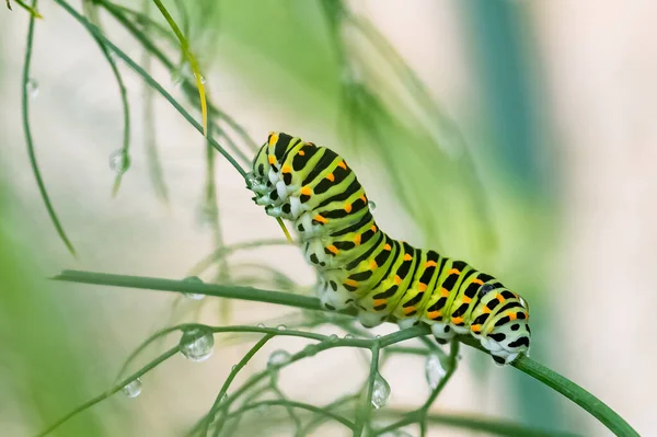 Bruco Una Coda Forcuta Vecchio Mondo Acqua Potabile Dopo Pioggia — Foto Stock