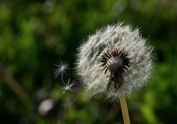 Blossoming Dandelion Releases Its Petals Carried Wind — Foto Stock