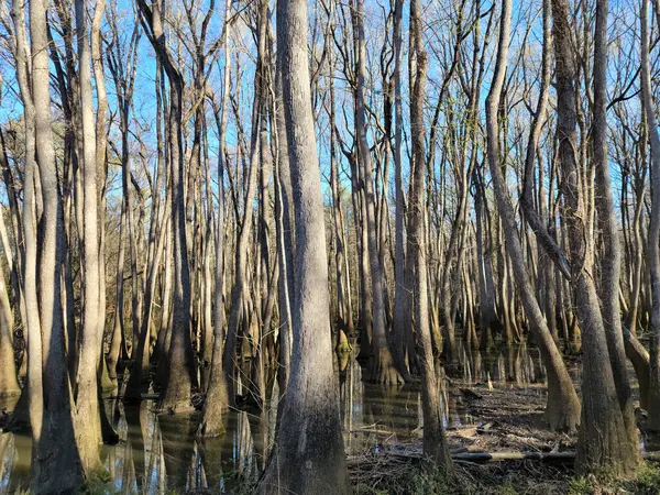 Closeup Tall Leafless Trees Growing Marshland — Stock Photo, Image