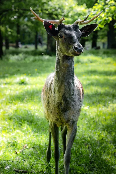 A beautiful shot of a cute deer