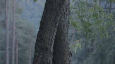 A closeup footage of the forest with trees on a rainy day in Valle di Muggio, Ticino, Switzerland