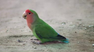 A closeup view of a happy Rose-ringed parakeet enjoying the food on the ground