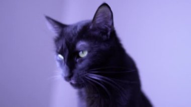 Black street cat sniffing in the street
