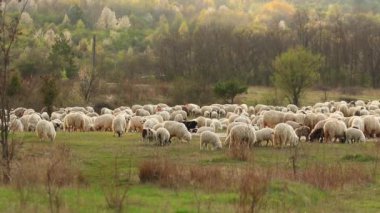 A herd of sheep grazing on the pasture in the meadow