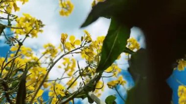The beautiful yellow flowers with blue sky in the background