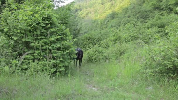 Beautiful Shot Black Labrador Retriever Walking Grass Park Daylight Valle — Stock Video