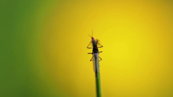 Insect Blade Grass Vibrant Background — Stockvideo