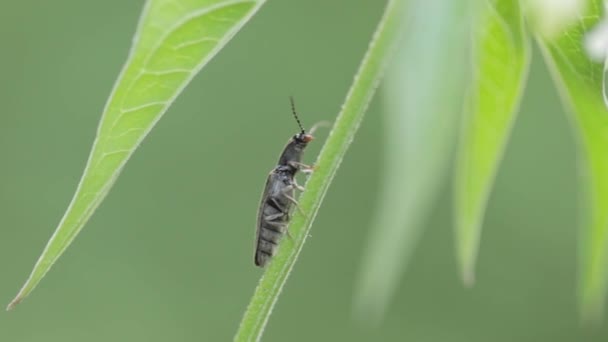 Closeup Click Beetle Green Leaf Blurry Background — ストック動画