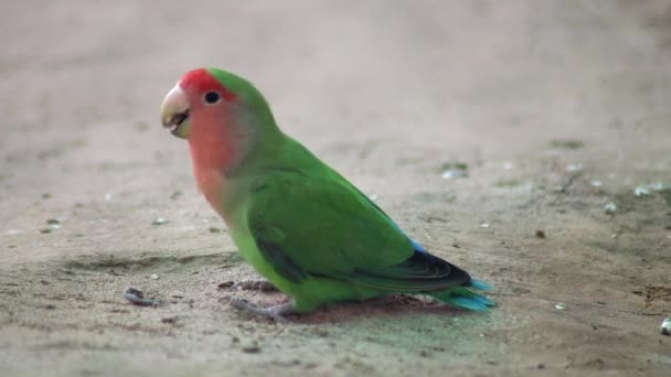 Closeup View Happy Rose Ringed Parakeet Enjoying Food Ground — Stok video