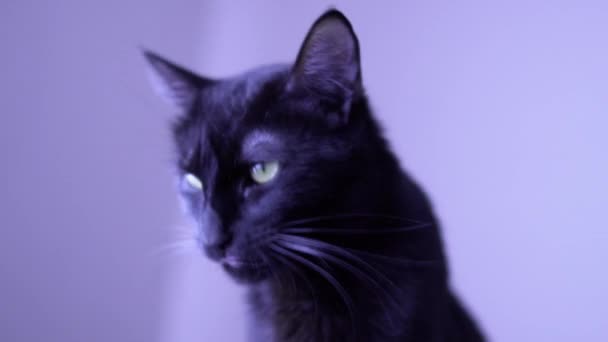 Чорний Вуличний Кіт Нюхає Вулиці — стокове відео