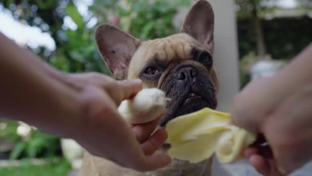 Closeup Shot Hands Peeling Banana Feeding Adorable Pug — Stock videók