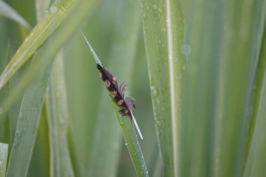 A closeup shot of a bird feather on a plant leaf with water dews
