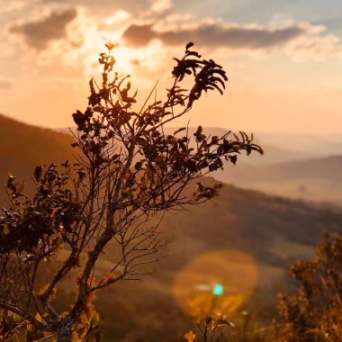 A close-up shot of a tree with small leaves on a blurred background of hills and sunset sky