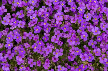 A closeup shot of many Viola flowers blooming in a garden