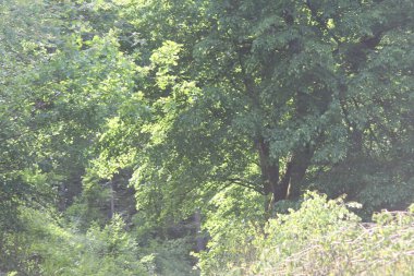 Ormanda bir yol, yeşil çizgiler ve ağaçlarla