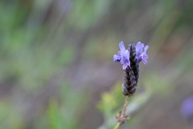 A closeup shot of a blooming lavender bud on a field