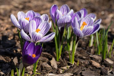 İlkbaharda çiçek açan güzel mor kır çiçeklerinin yakın çekimi.