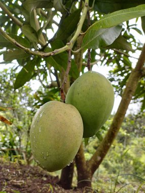 A vertical closeup of unripe mango on the tree. Selected focus.