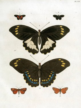 Vertical 19th-century vintage illustration of collectible butterflies on a white background