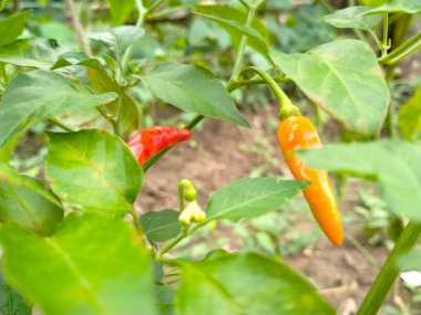 lombok cabai plants that bear fruit. bright and attractive.