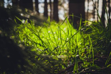 A selective focus shot of grass in the forest
