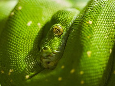 The close-up shot of a  green snake looking at a camera