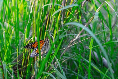folded wings monarch butterfly in tall waving grass