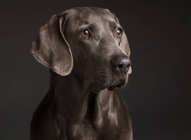 A portrait of a brown Weimaraner looking aside with sad eyes against the dark background in the studio