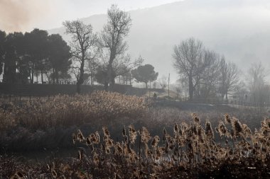 A beautiful shot of a field with bare trees surrounded by fog
