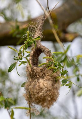 A vertical shot of a Remiz pendulinus bird's nest