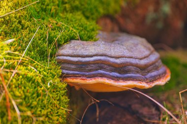 a clsoeup shot of rock cover with moss