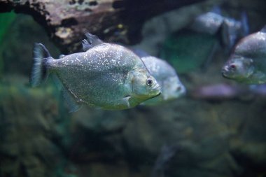 A closeup of a silver shiny fish swimming in Shedd Aquarium in Chicago, IL