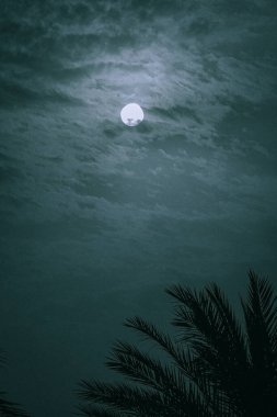 a shot of full moon behind palm leaves