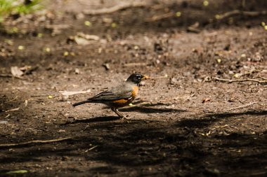 A robin bird perched on the ground with a worm in its beak
