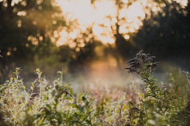 A closeup of the wild plants against the background of sunset.